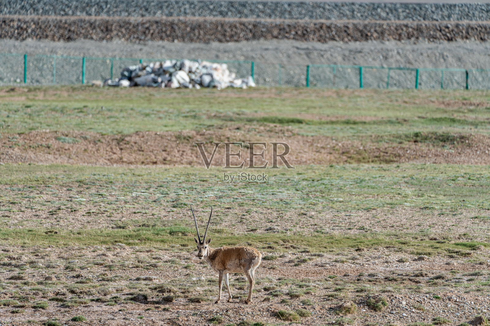 藏羚羊在高原草甸上觅食照片摄影图片