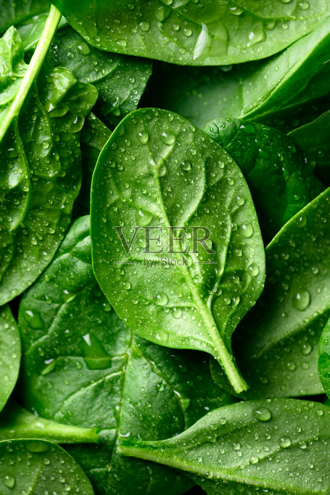 微距镜头的新鲜菠菜绿叶与水珠照片摄影图片