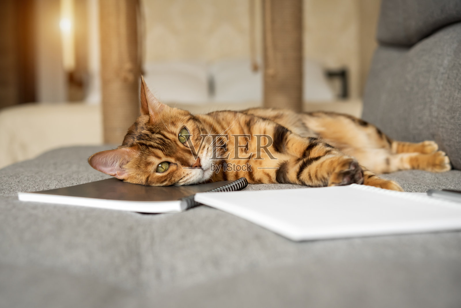 一只孟加拉猫坐在沙发上，拿着一本打开的笔记本或记事本。照片摄影图片