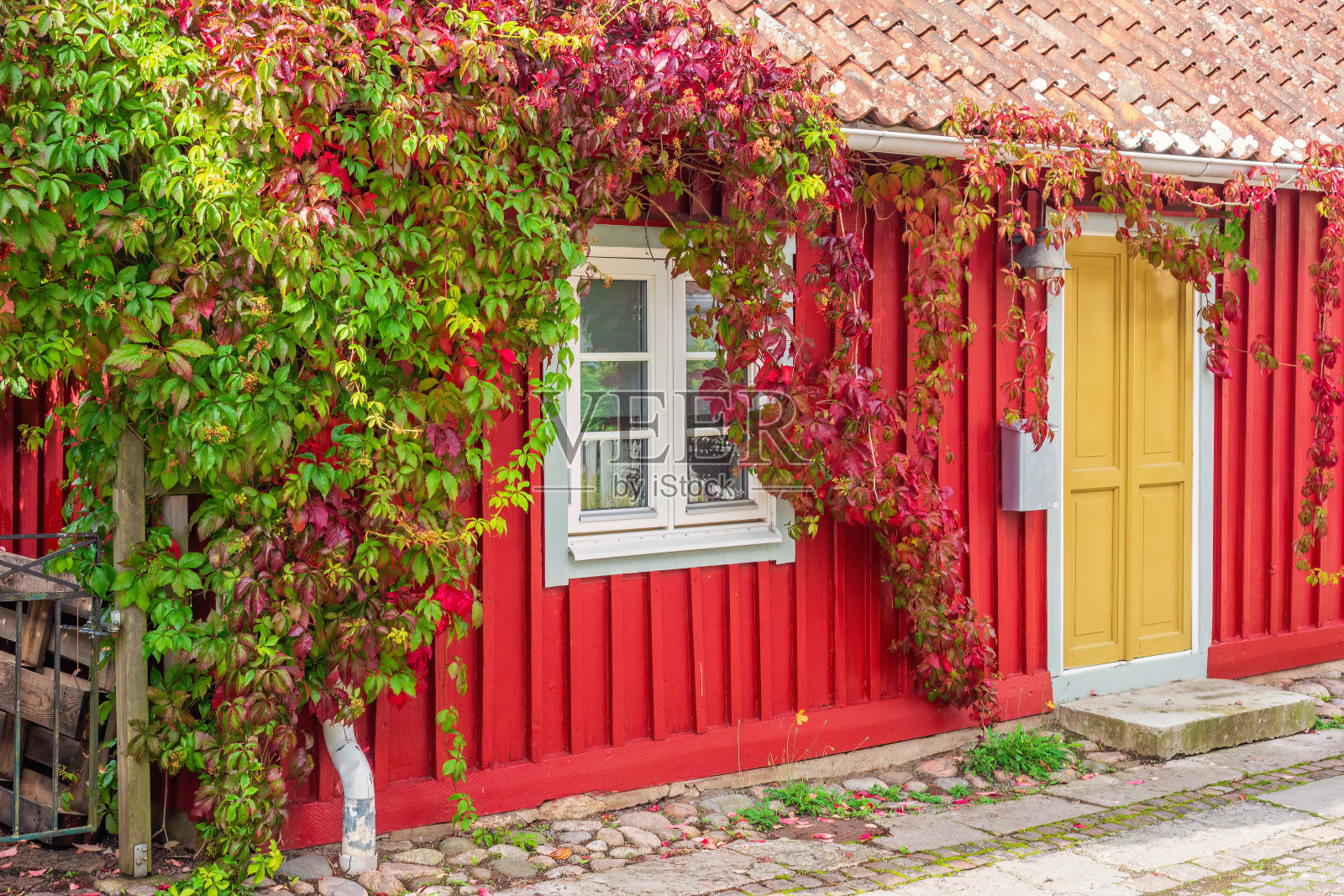 攀缘植物在一个红色的老木屋照片摄影图片