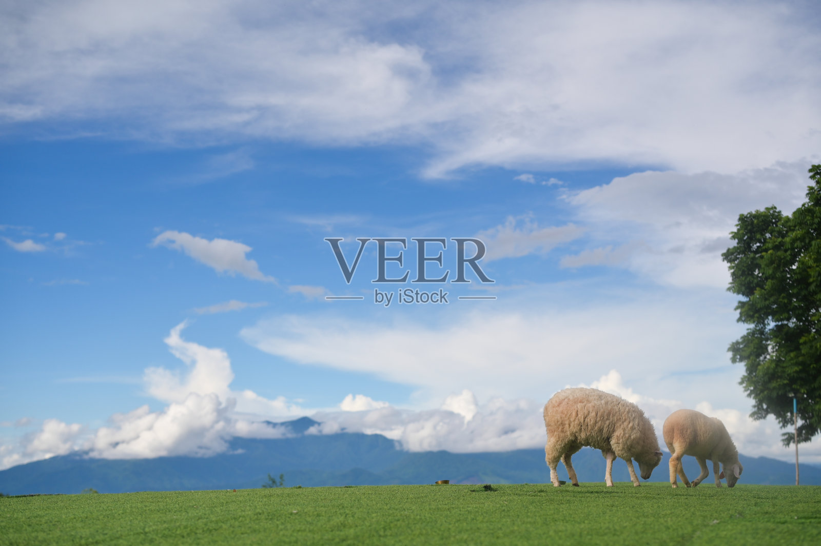 山的景观和绿羊在山上的草地上照片摄影图片