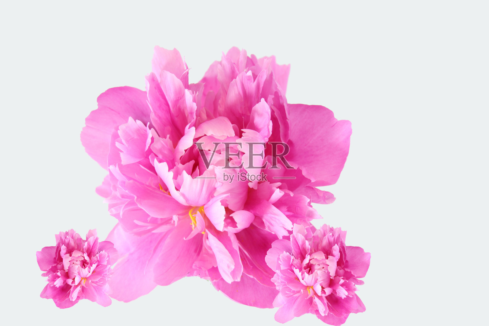 牡丹玫瑰照片摄影图片