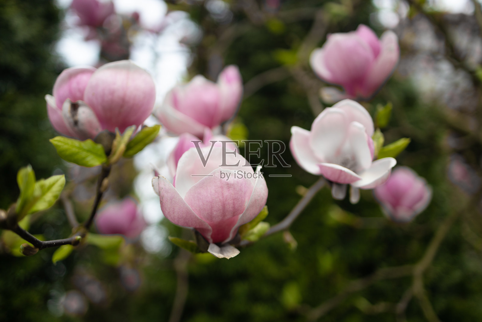 城市公园里盛开的粉红色小玉兰树。春天。自然背景概念。阳光明媚的一天。照片摄影图片