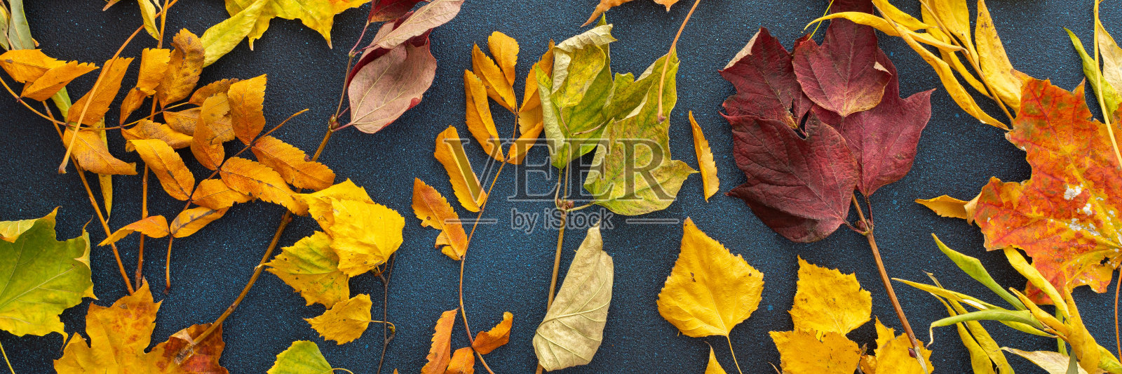 蓝色背景上的落叶照片摄影图片