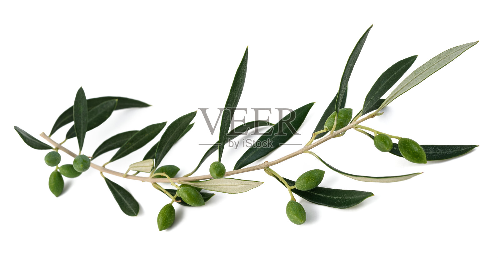 新鲜的橄榄枝照片摄影图片