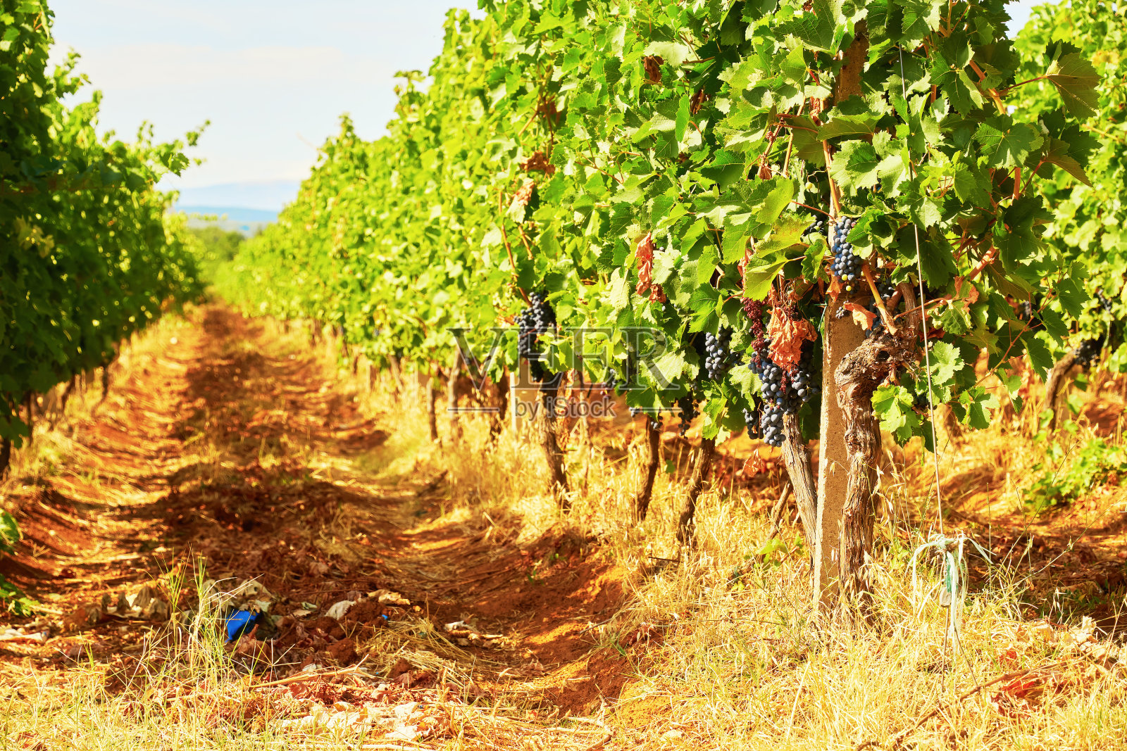 阳光明媚的葡萄园，郁郁葱葱的灌木丛和成熟的红葡萄藤照片摄影图片