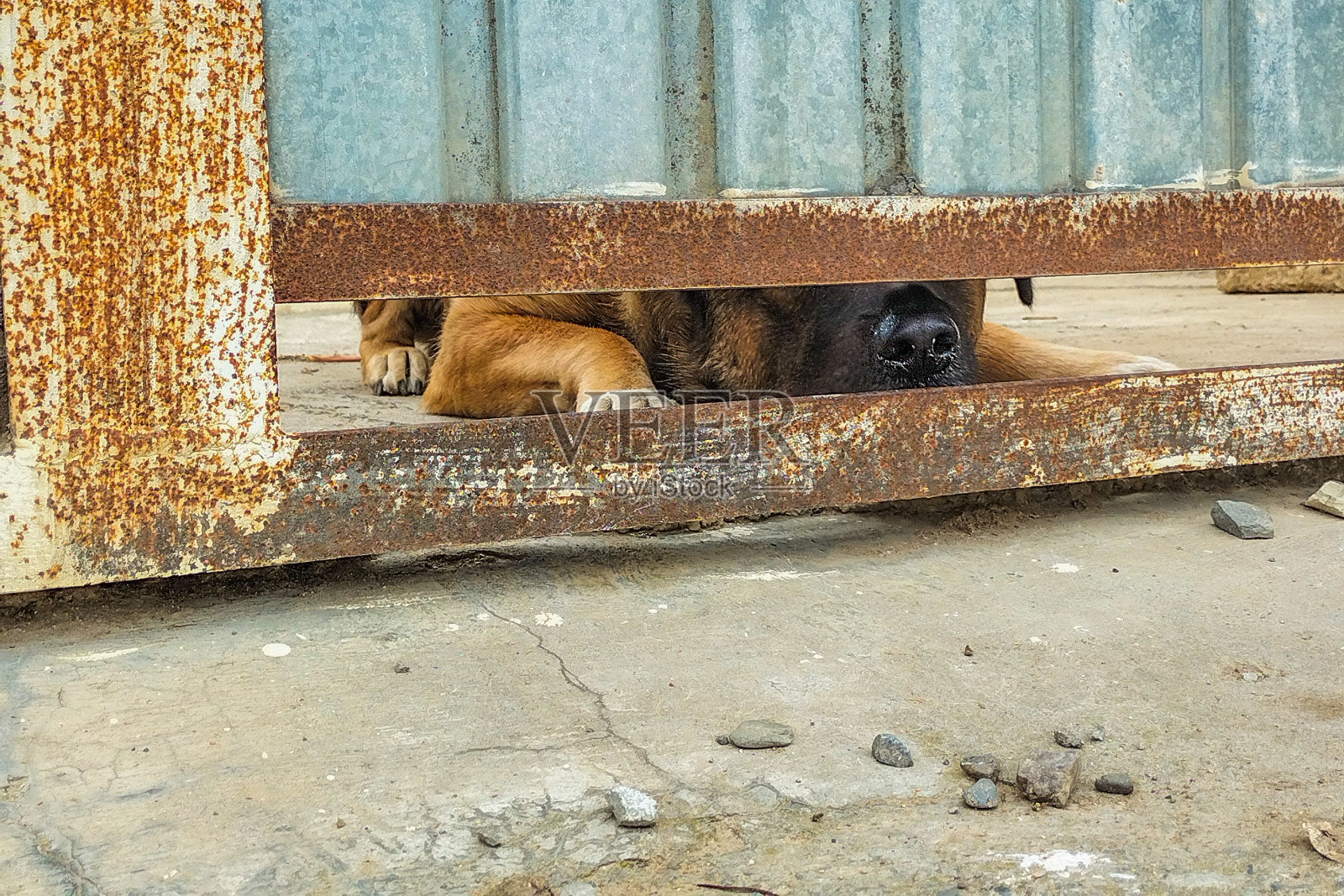 看门狗藏在入口的金属门组下面，嗅着，仔细地看着，等待着入侵者。专业从事房屋保护、房产保护工作照片摄影图片