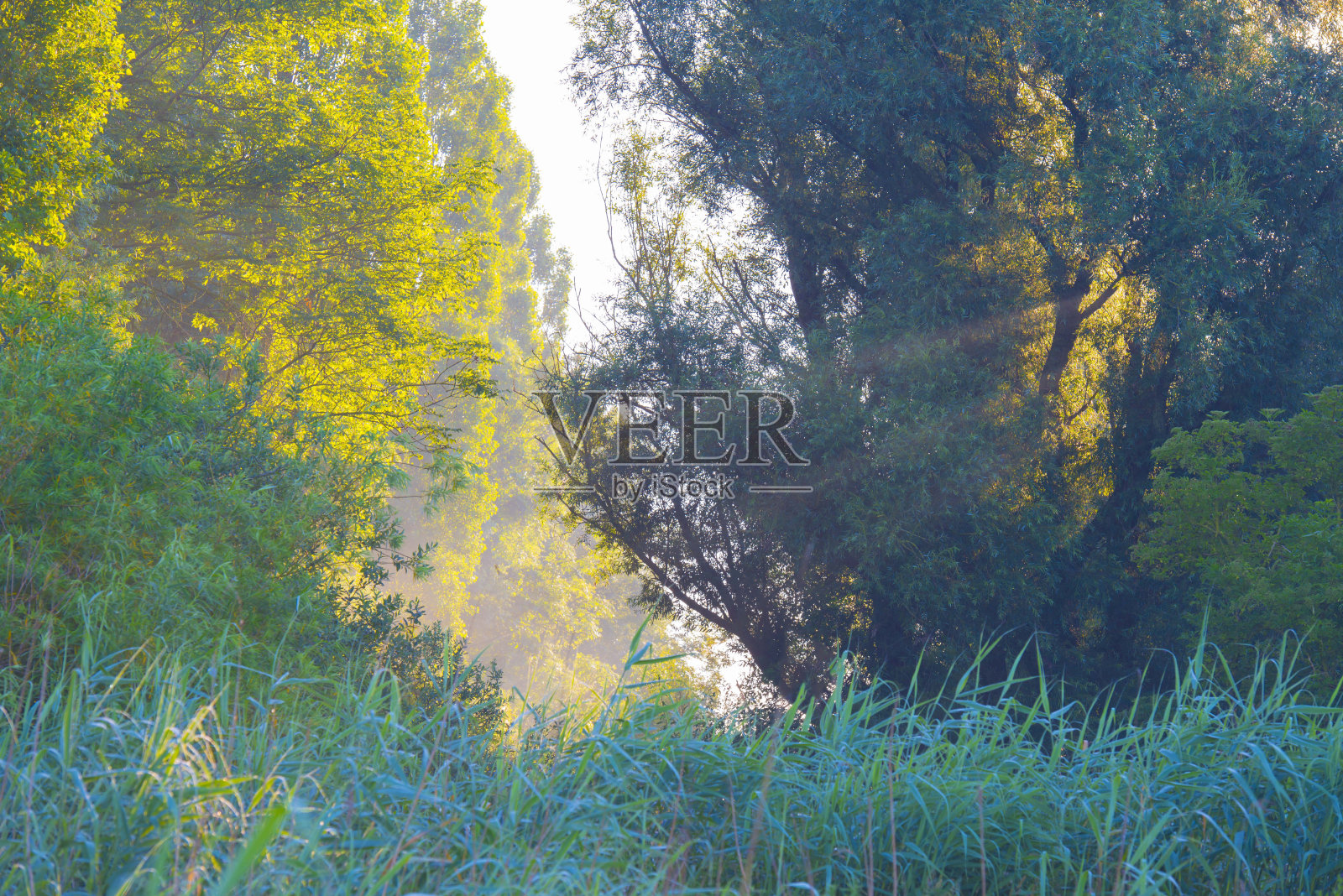 夏日日出时湿地上长满芦苇的湖岸照片摄影图片