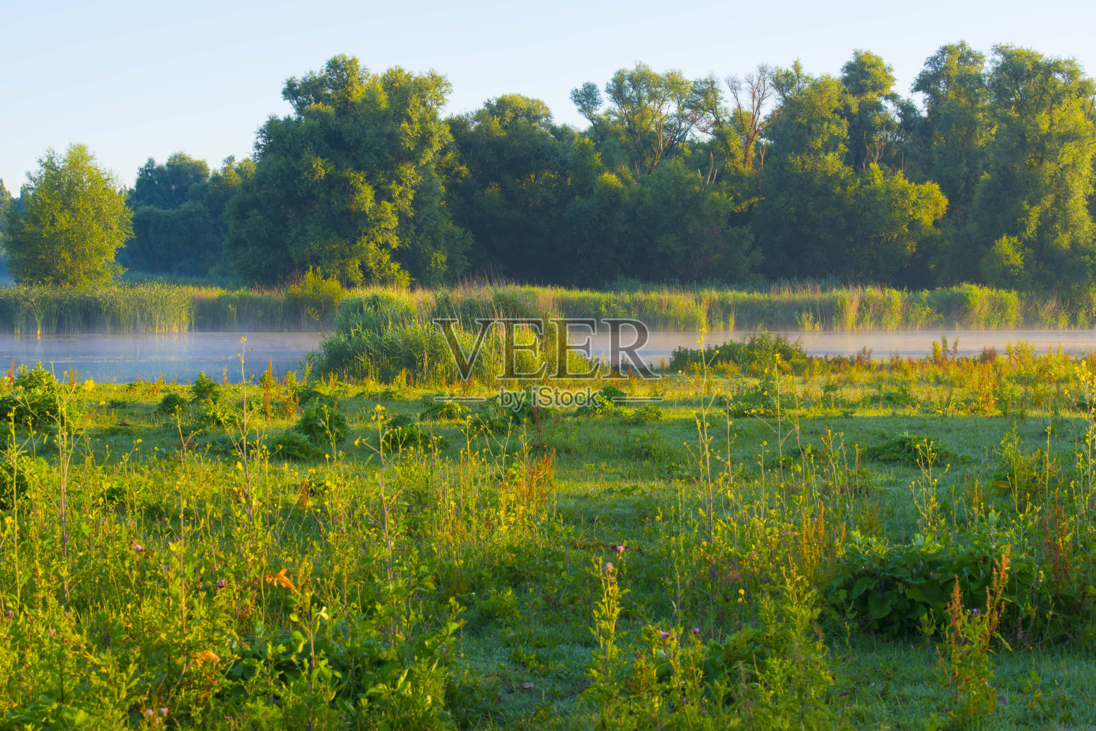 夏日日出时湿地上长满芦苇的湖岸照片摄影图片