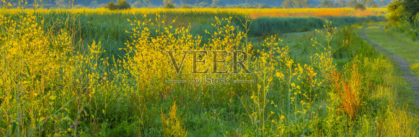 夏日日出时湿地上长满芦苇的湖岸照片摄影图片