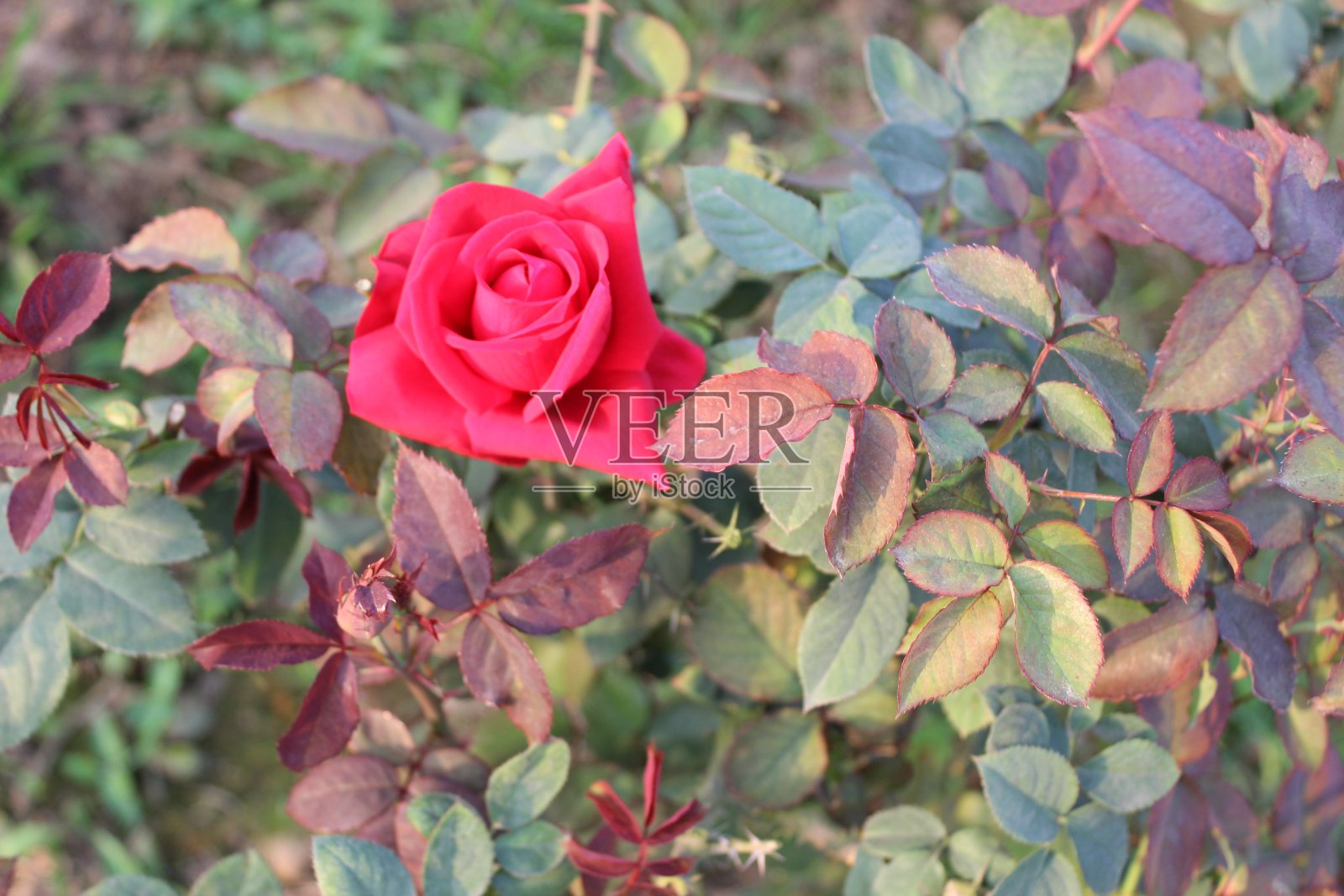 一种带有迷离自然色彩的蔷薇花照片摄影图片