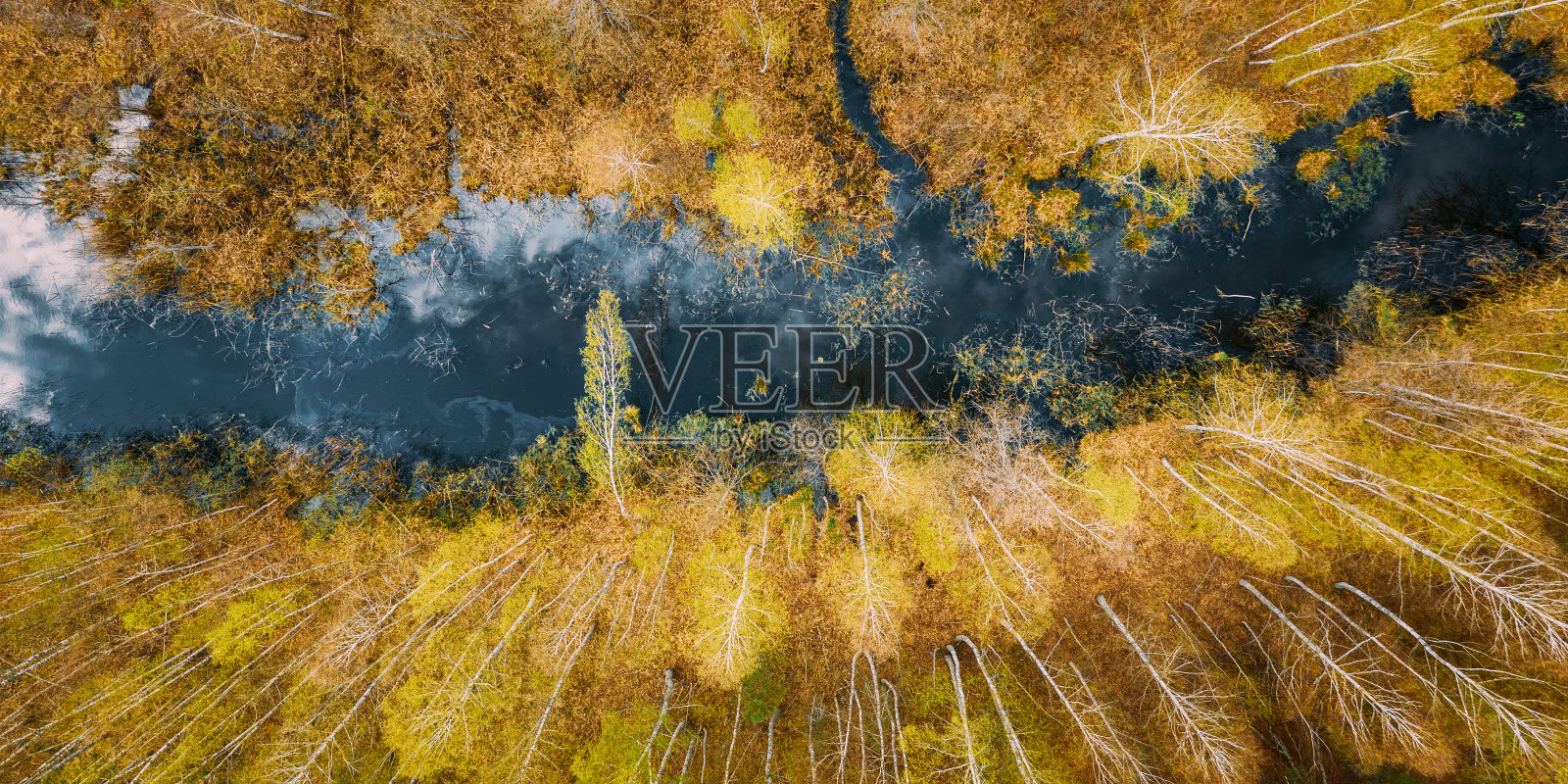 春天的季节。鸟瞰图。小桦树生长在小沼泽中。早春景观中初叶落叶乔木照片摄影图片