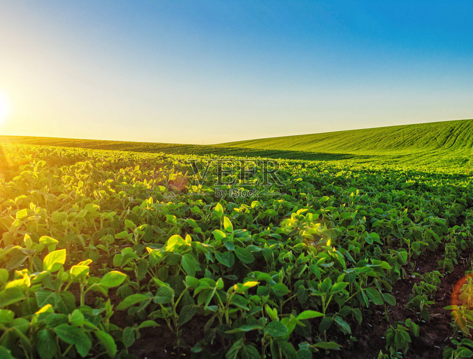 绿色大豆植物的透视照片。夏天地里的豆芽。太阳光照亮植物。照片摄影图片