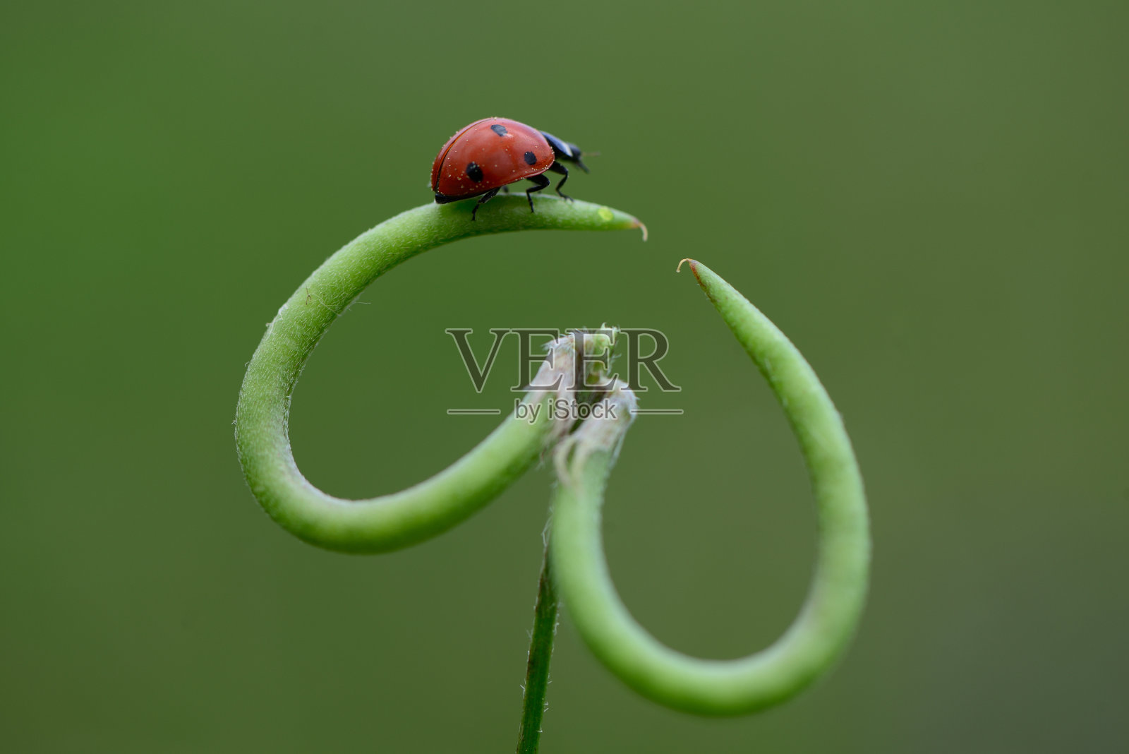 瓢虫照片摄影图片