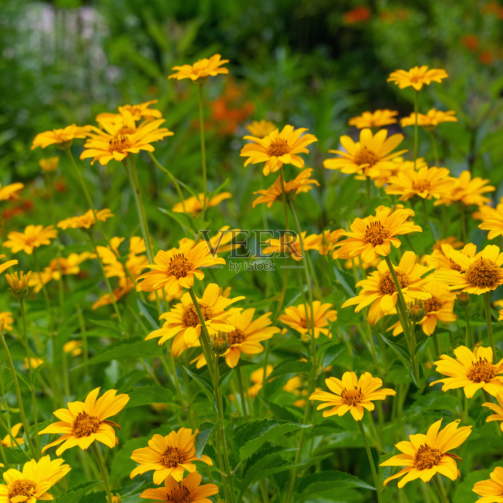 早期向日葵- Heliopsis heliaanthoides-产自印第安纳州霍华德县照片摄影图片