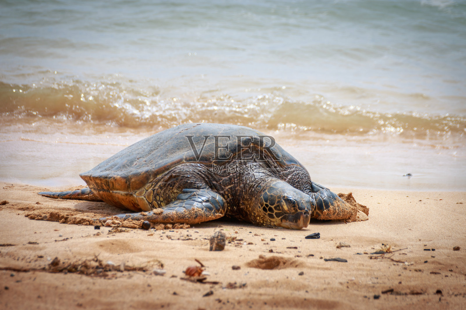 在美国夏威夷考艾岛的波伊普海滩上，一只正在晒太阳的夏威夷绿海龟照片摄影图片