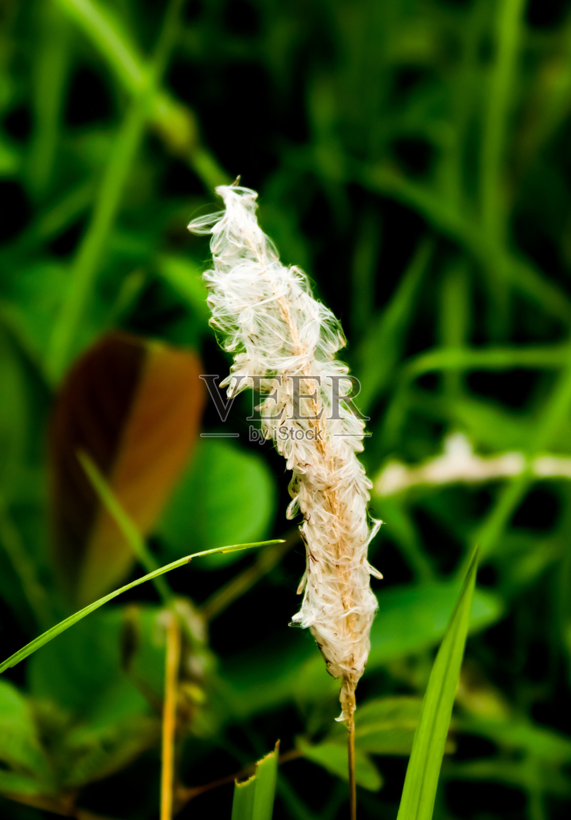 一朵美丽的草花。照片摄影图片