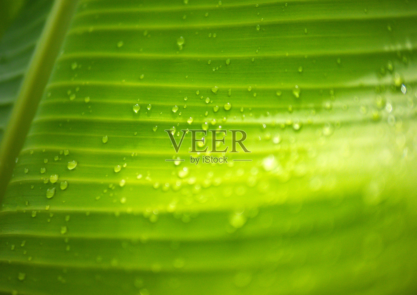绿色香蕉叶的特写背景与树叶覆盖在水滴的细节。宏观生机勃勃的植物自然有机。抽象绿叶光…照片摄影图片