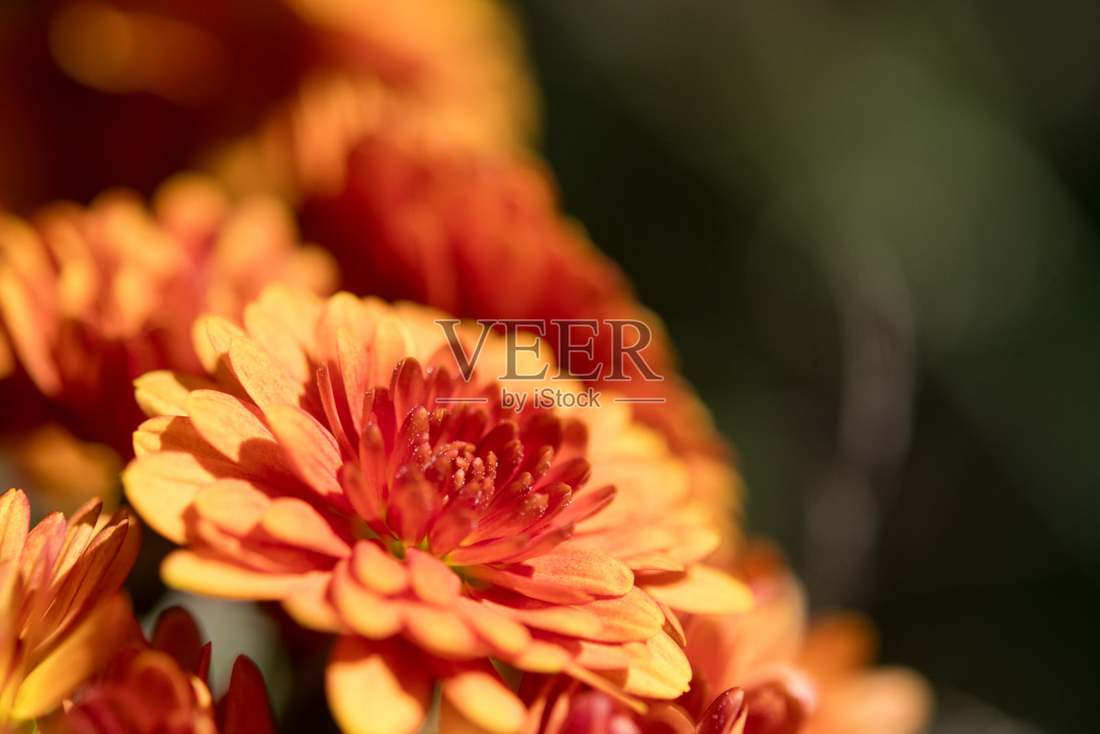 花园中生长的妈妈花照片摄影图片