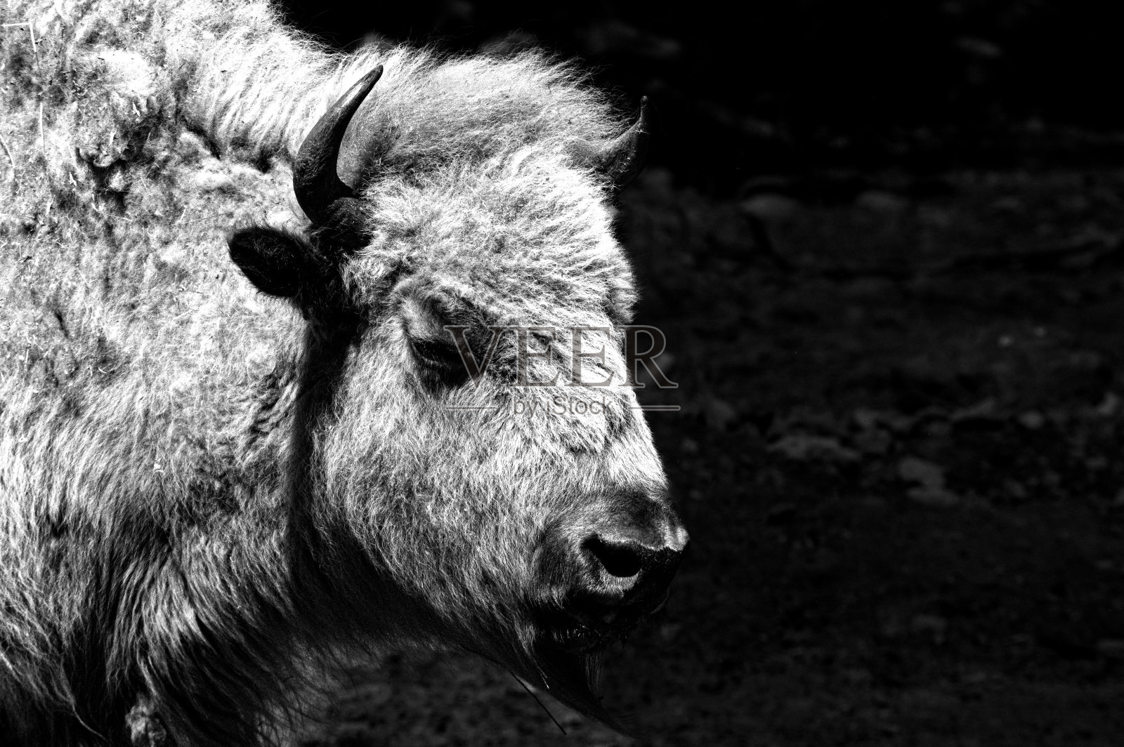 野牛照片摄影图片