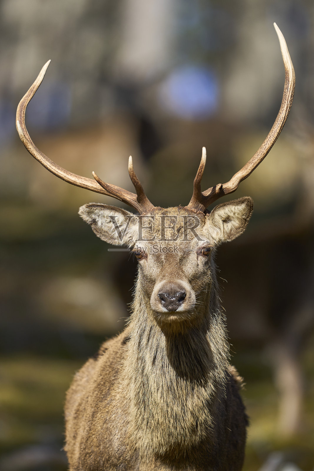 赤鹿照片摄影图片