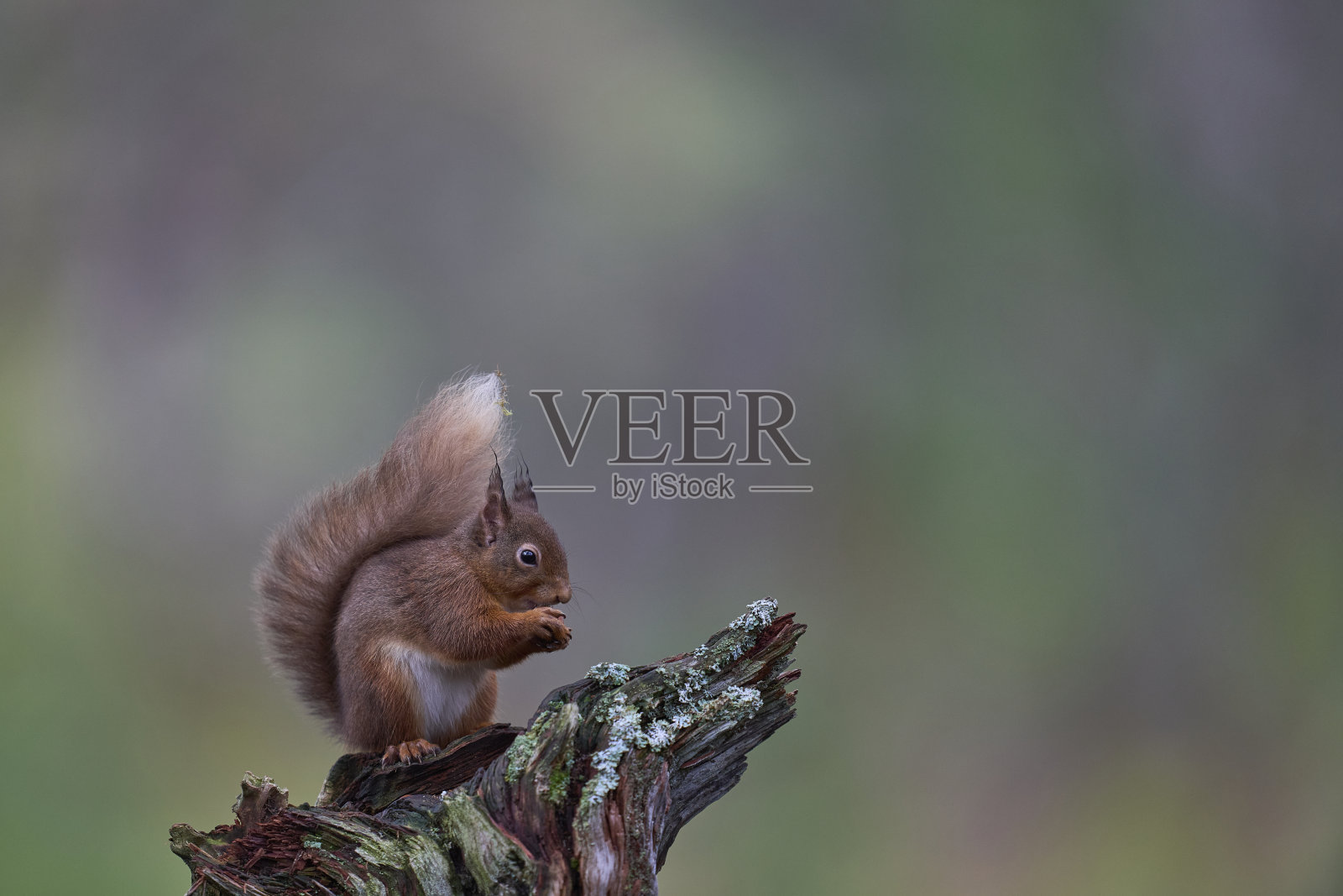 红松鼠照片摄影图片