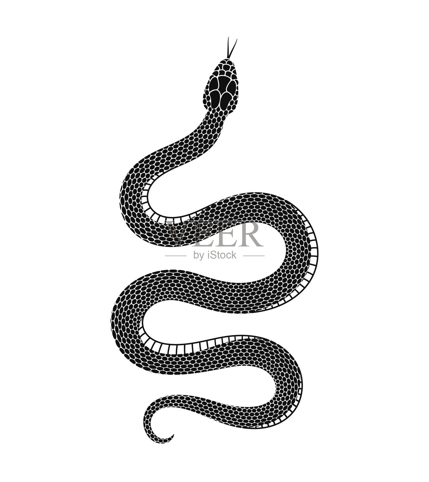 蛇。白色背景上孤立的蛇插画图片素材
