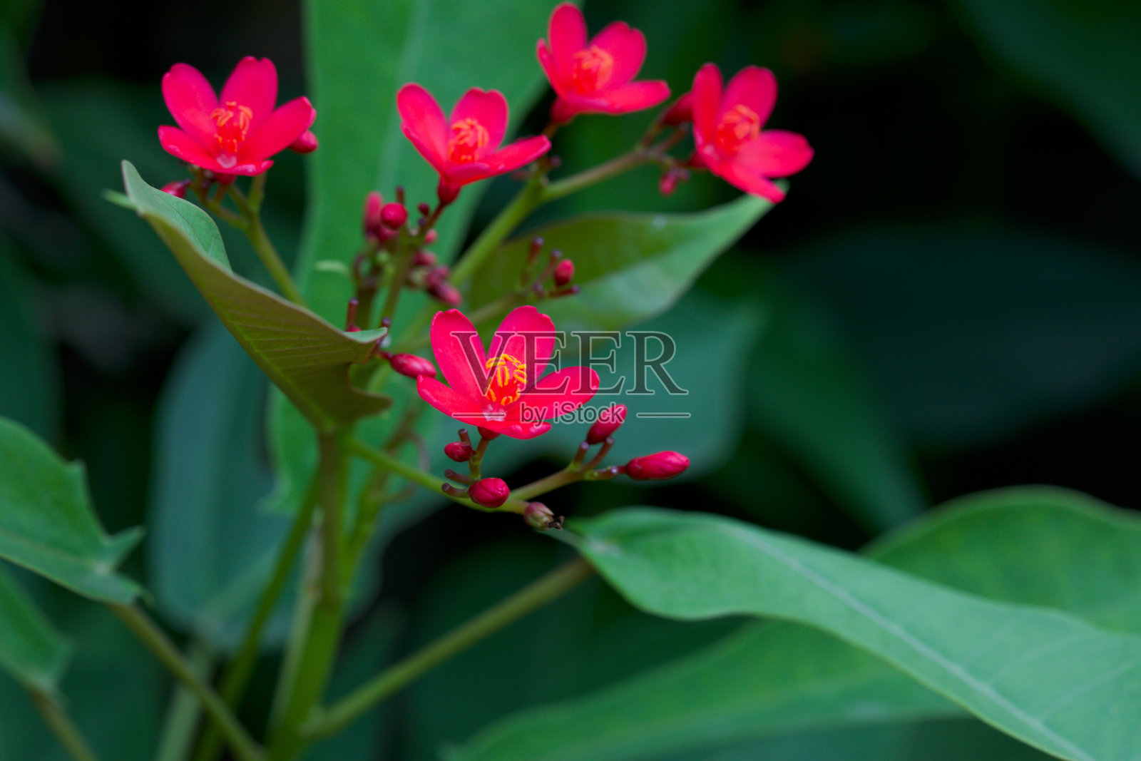 粉红色的花在花园里盛开。麻疯树integerrima。peregrina。辣麻疯树。自然的概念。照片摄影图片