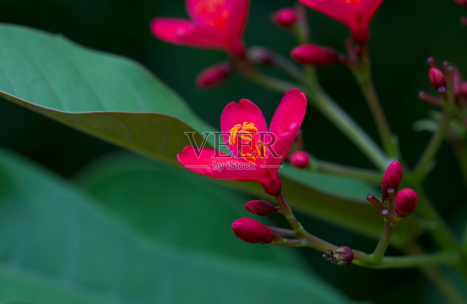 粉红色的花在花园里盛开。麻疯树integerrima。peregrina。辣麻疯树。自然的概念。照片摄影图片