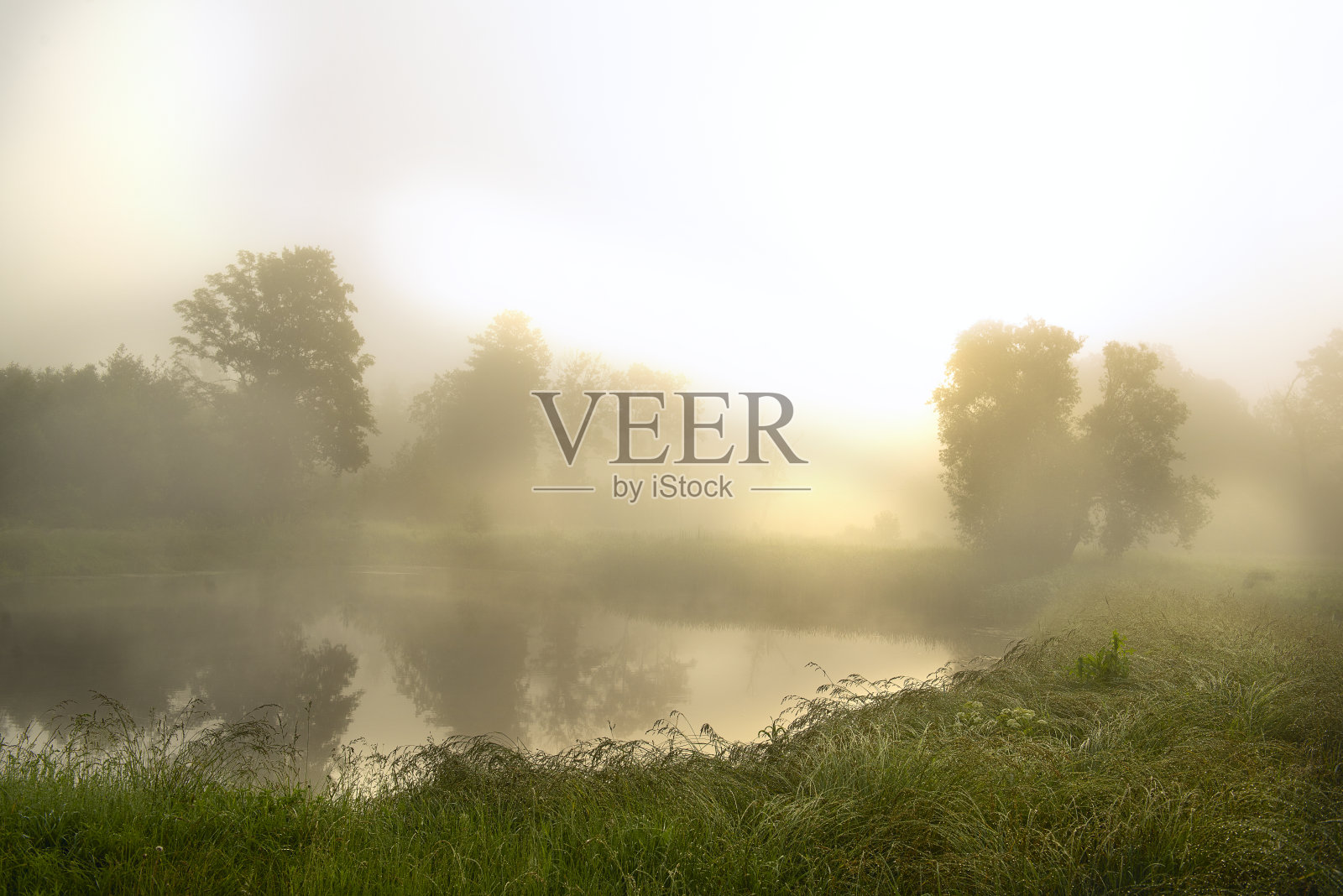 在初夏的清晨，平静的湖在雾中，太阳在雾中。草地上的草在岸上。照片摄影图片