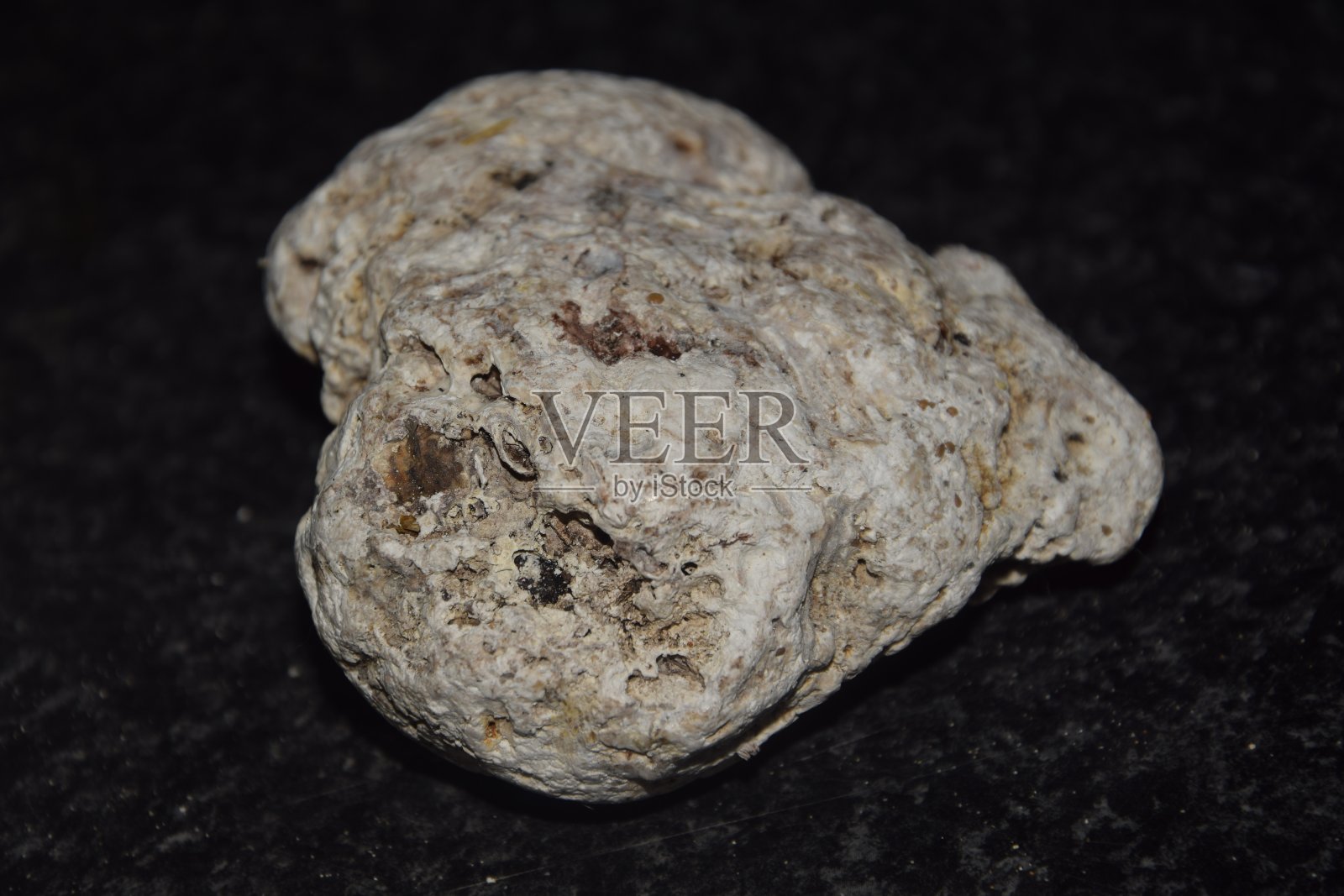 龙涎香照片摄影图片