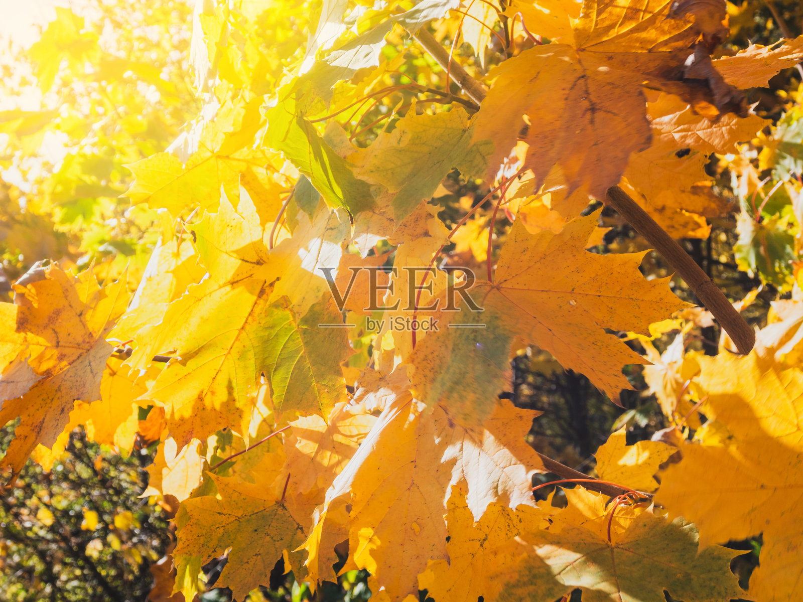 阳光明媚的日子里，森林里的黄橙色秋叶，特写/选择性聚焦照片摄影图片