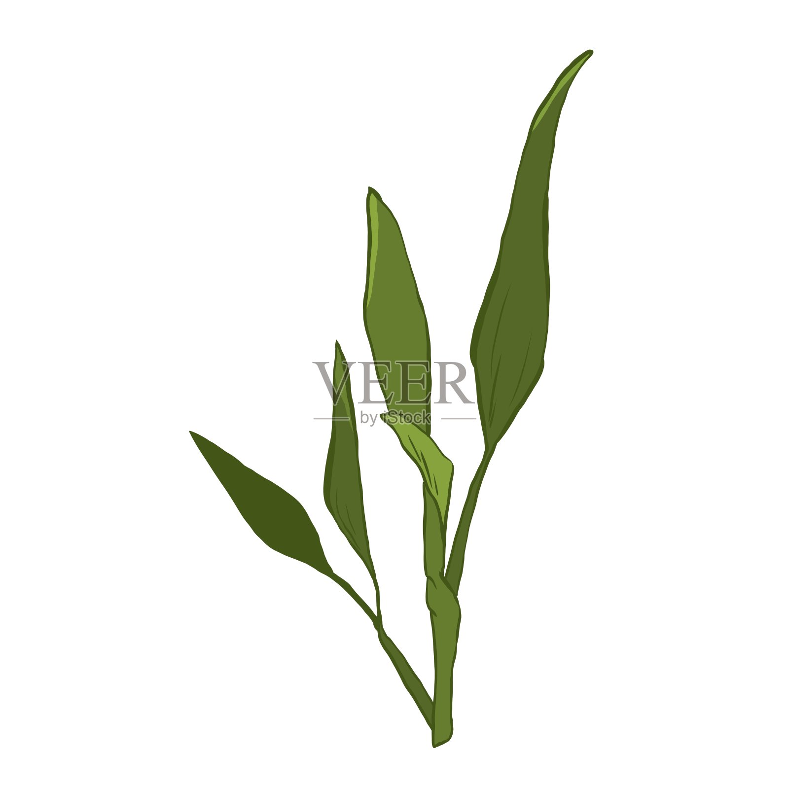 姜植物嫩芽，平面造型插图插画图片素材