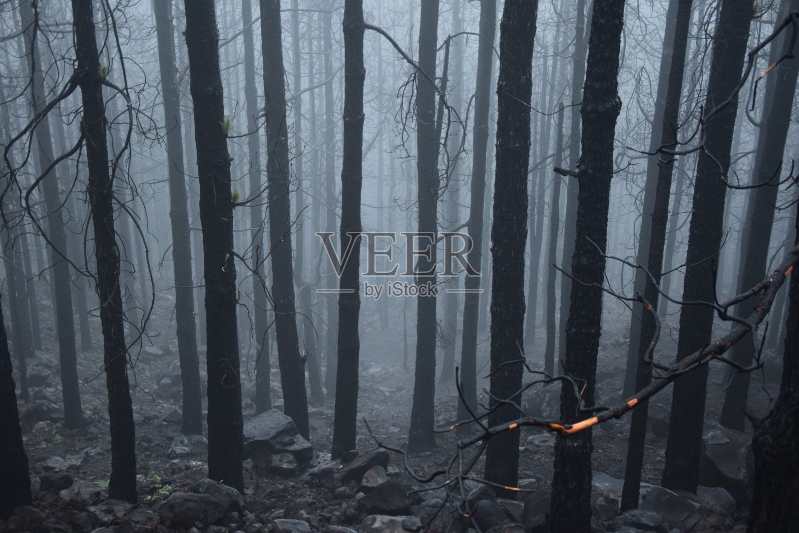 阴暗的森林照片摄影图片