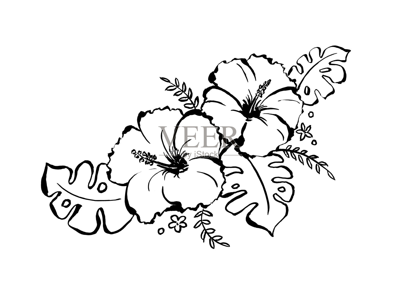 芙蓉花插画图片素材