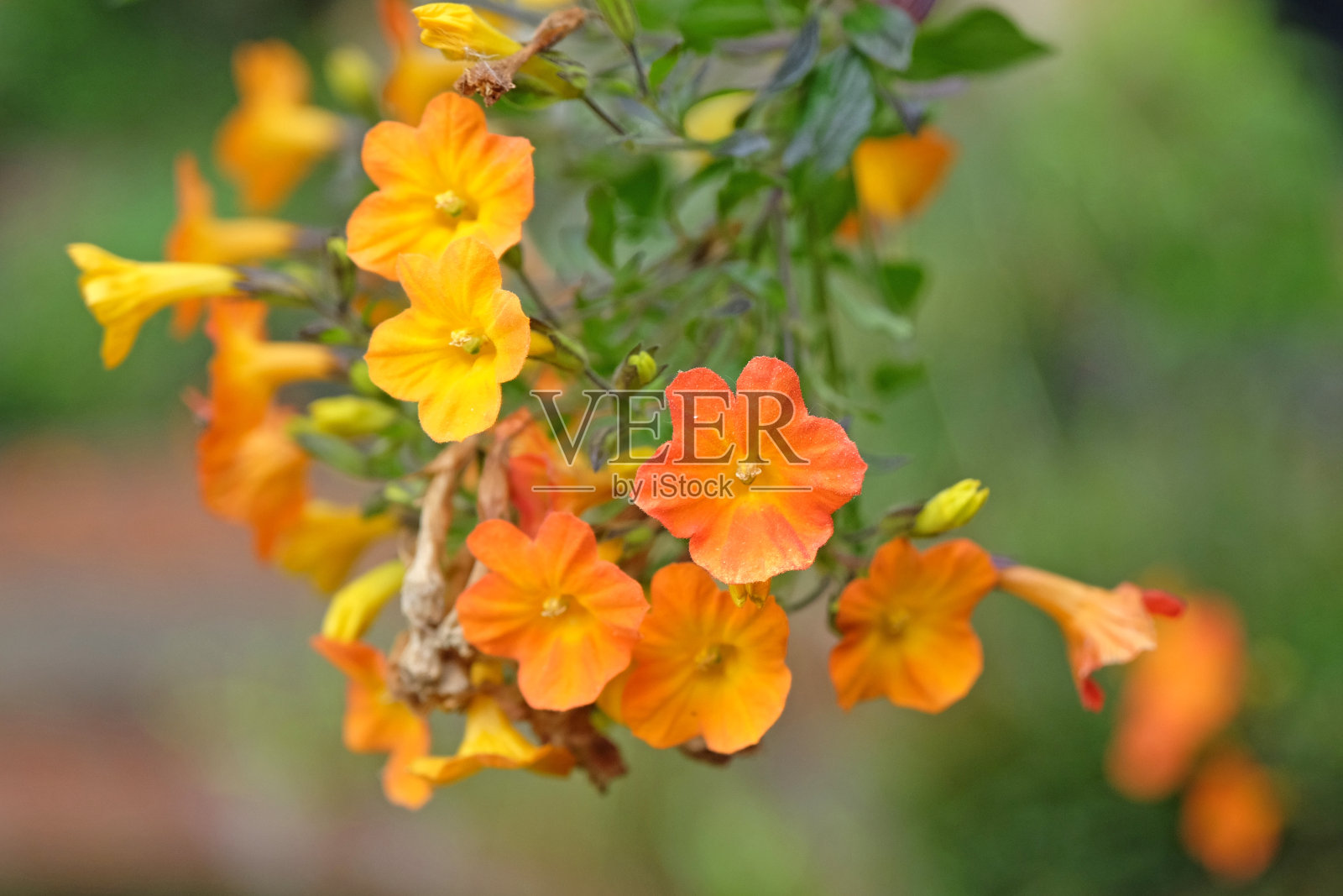 橙色和黄色的果酱灌木，詹姆斯链球菌，花中。照片摄影图片