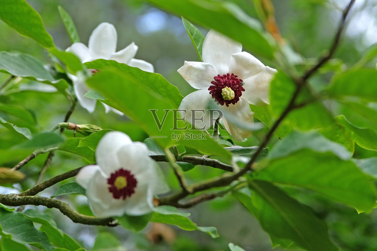 三山玉兰，又称三山玉兰，又名韩山玉兰中的花。照片摄影图片