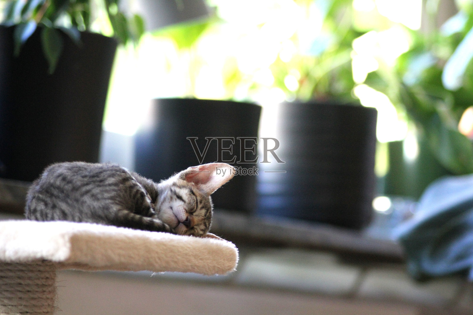 一只康沃尔雷克斯小猫在家里睡觉照片摄影图片