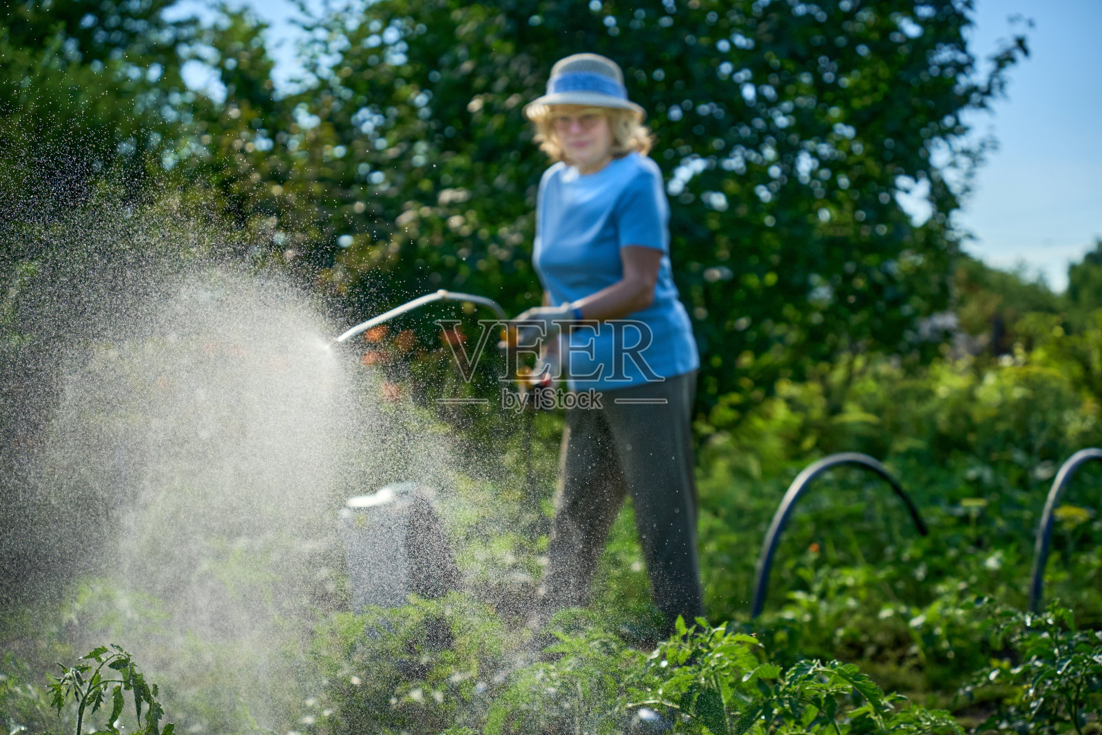 女园丁背着喷雾器在花园里喷洒绿色的番茄植株照片摄影图片
