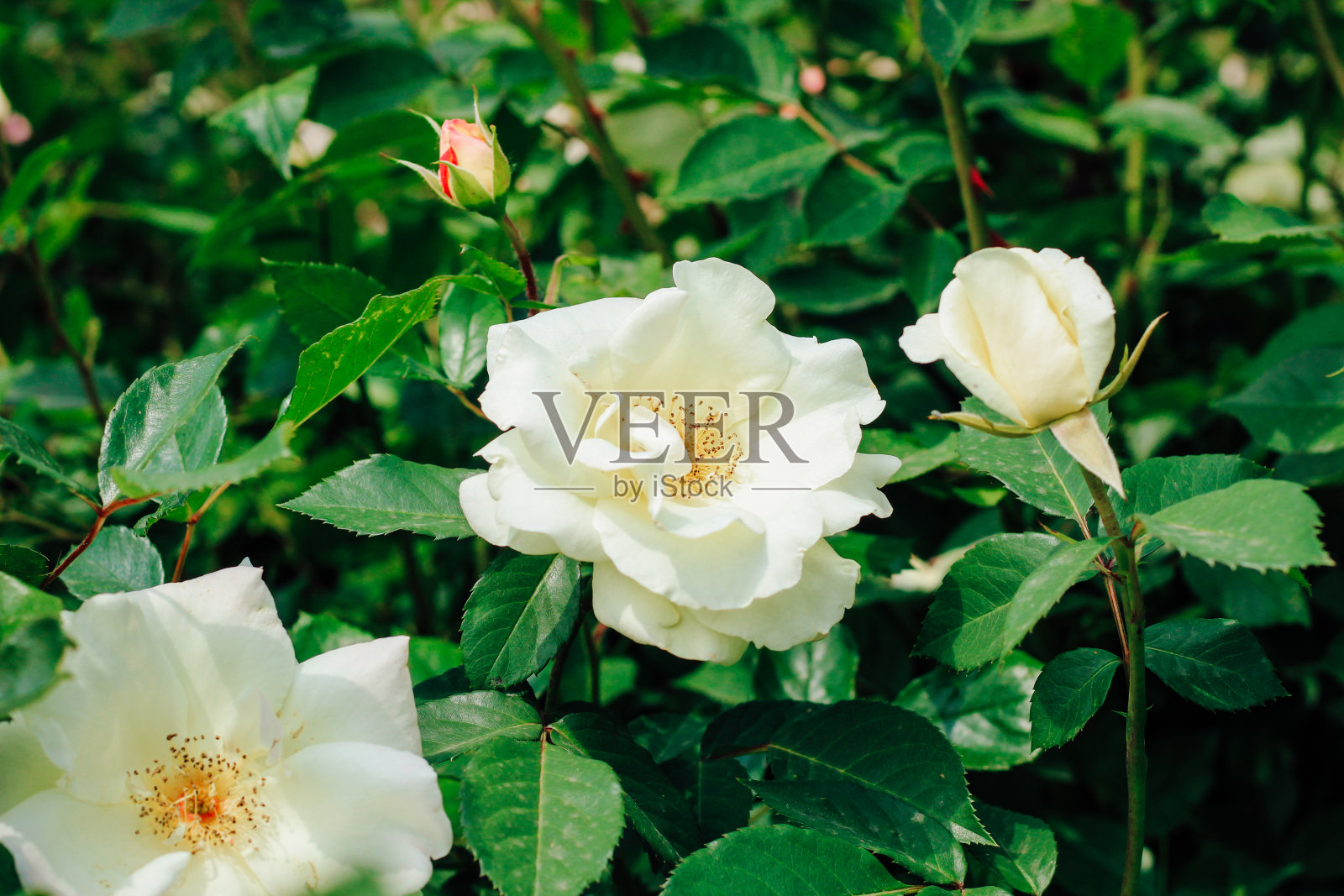 植物园中的白牡丹攀缘玫瑰丛特写，玫瑰为背景照片摄影图片