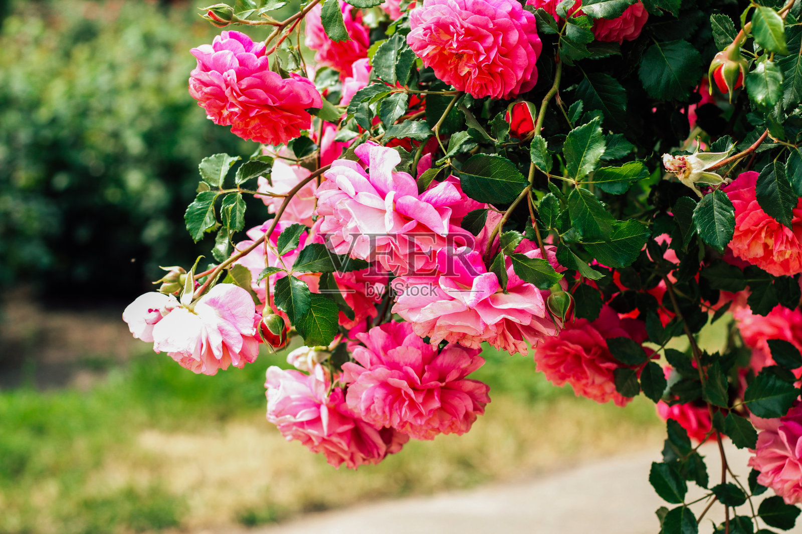 粉红色牡丹攀缘玫瑰丛植物园，玫瑰背景照片摄影图片