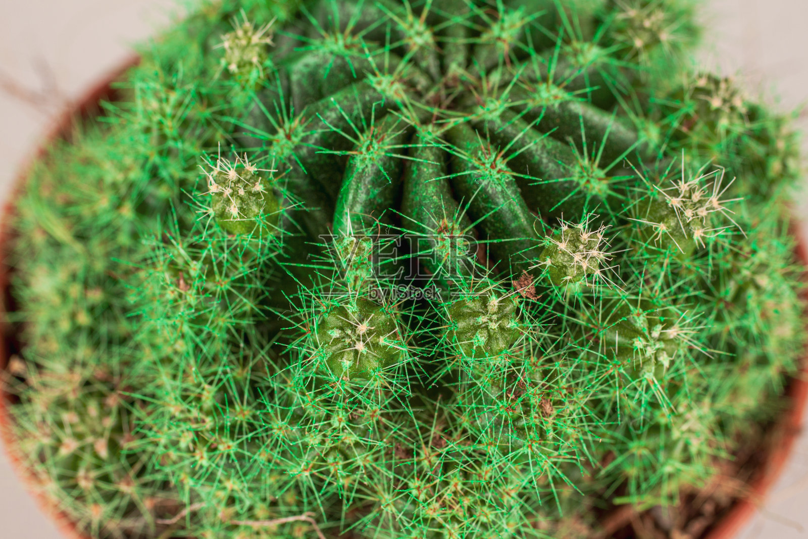 仙人掌植物，盆栽自制，多肉，近距离宏观，选择性照片摄影图片