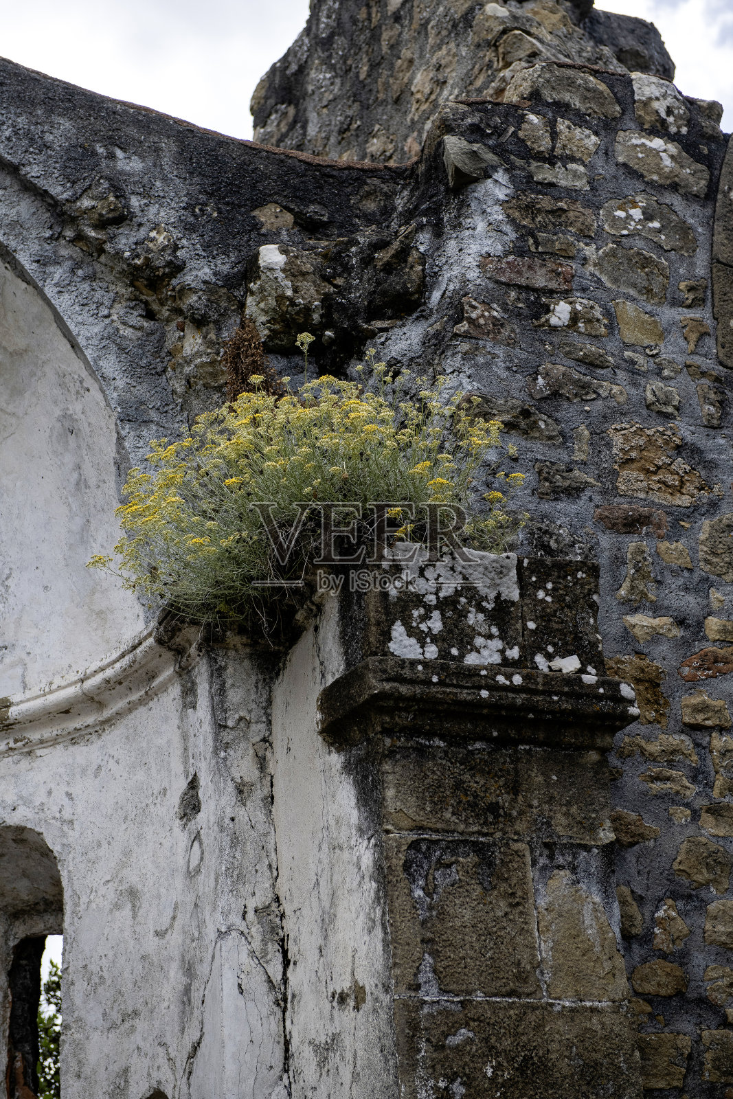 墙上的花照片摄影图片