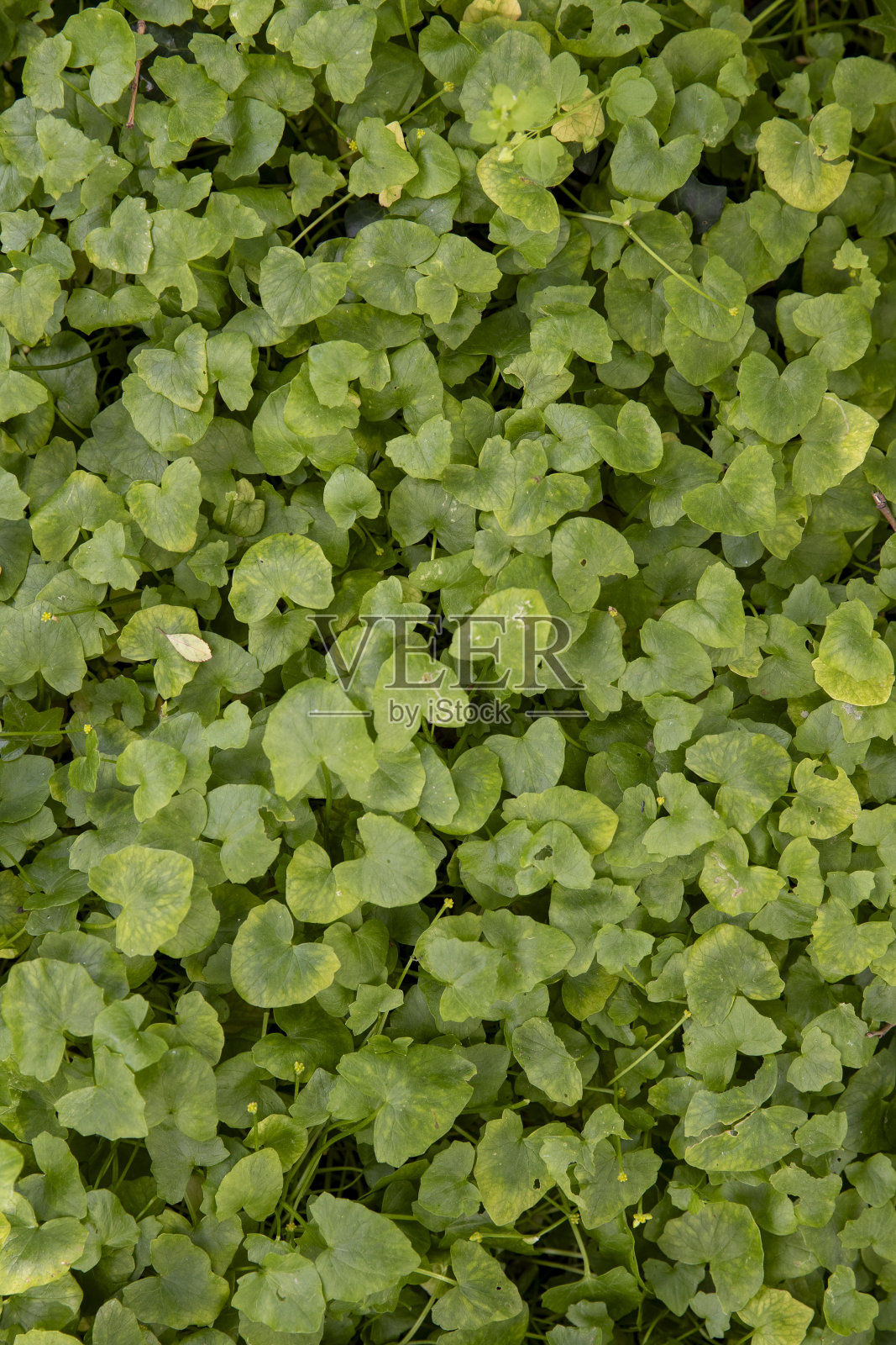 背景是灌木丛中的绿叶照片摄影图片