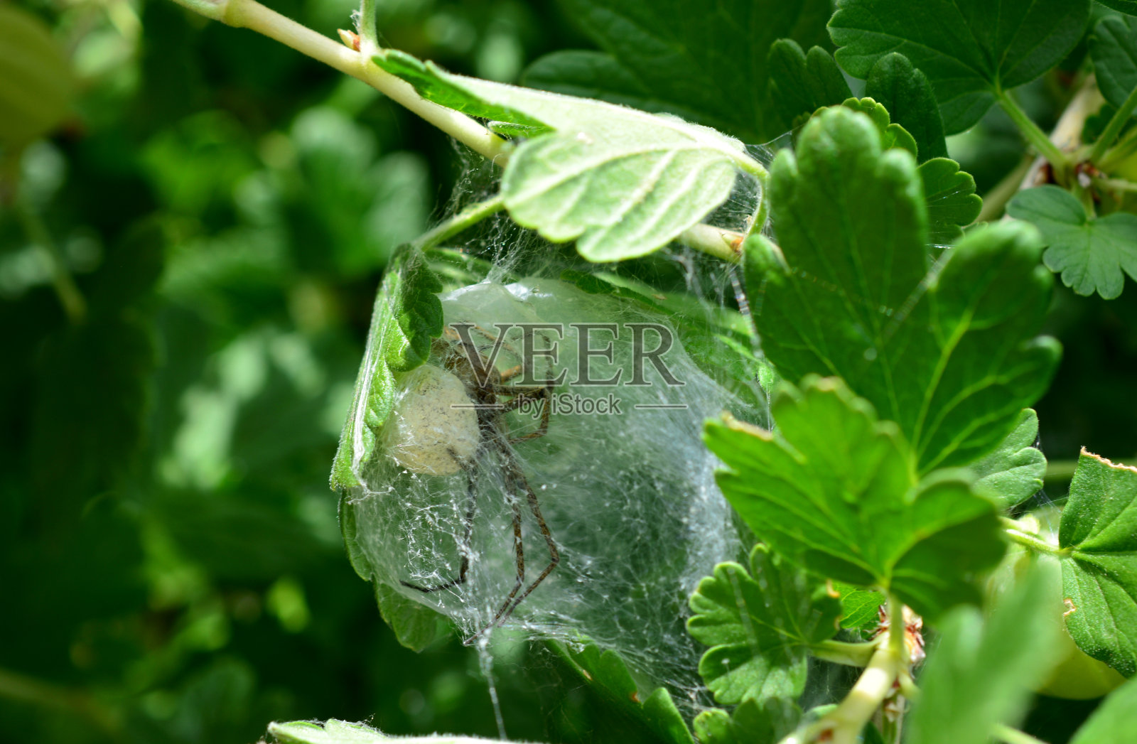 一张绿色灌木上的蜘蛛网，里面有一只蜘蛛照片摄影图片
