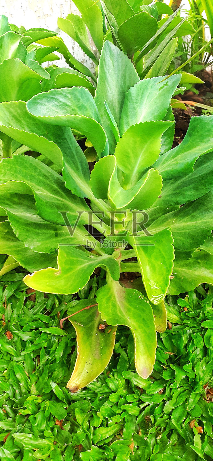 景天科植物照片摄影图片