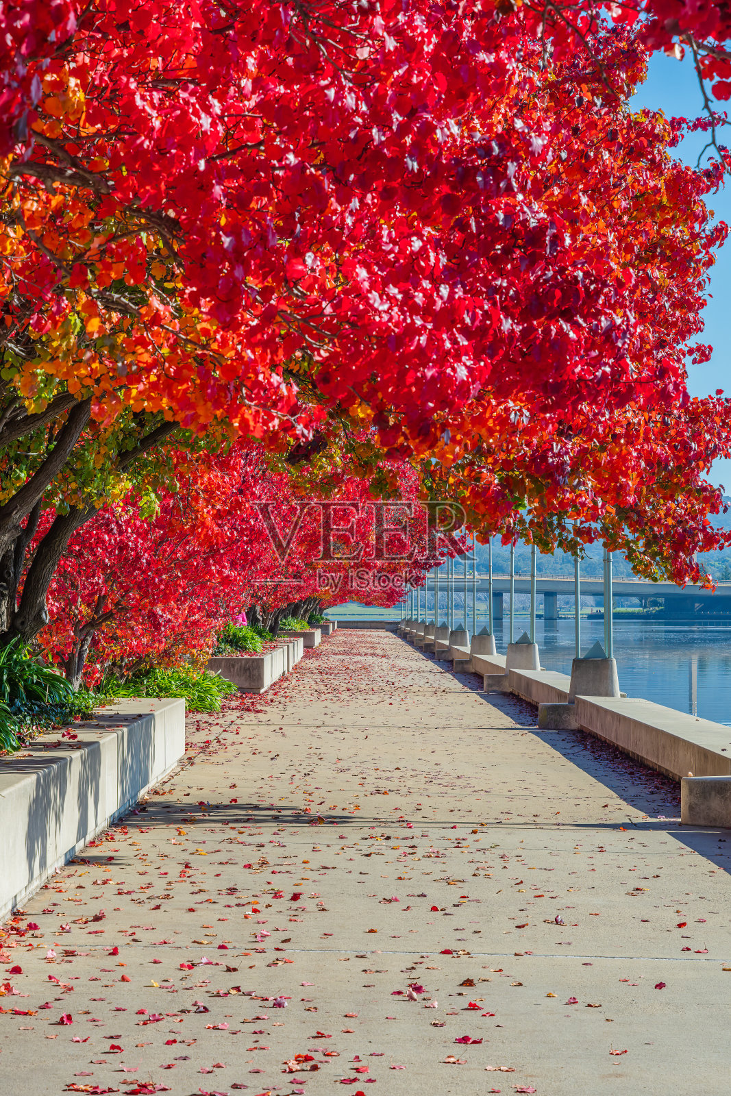 伯利格里芬湖的秋日照片摄影图片