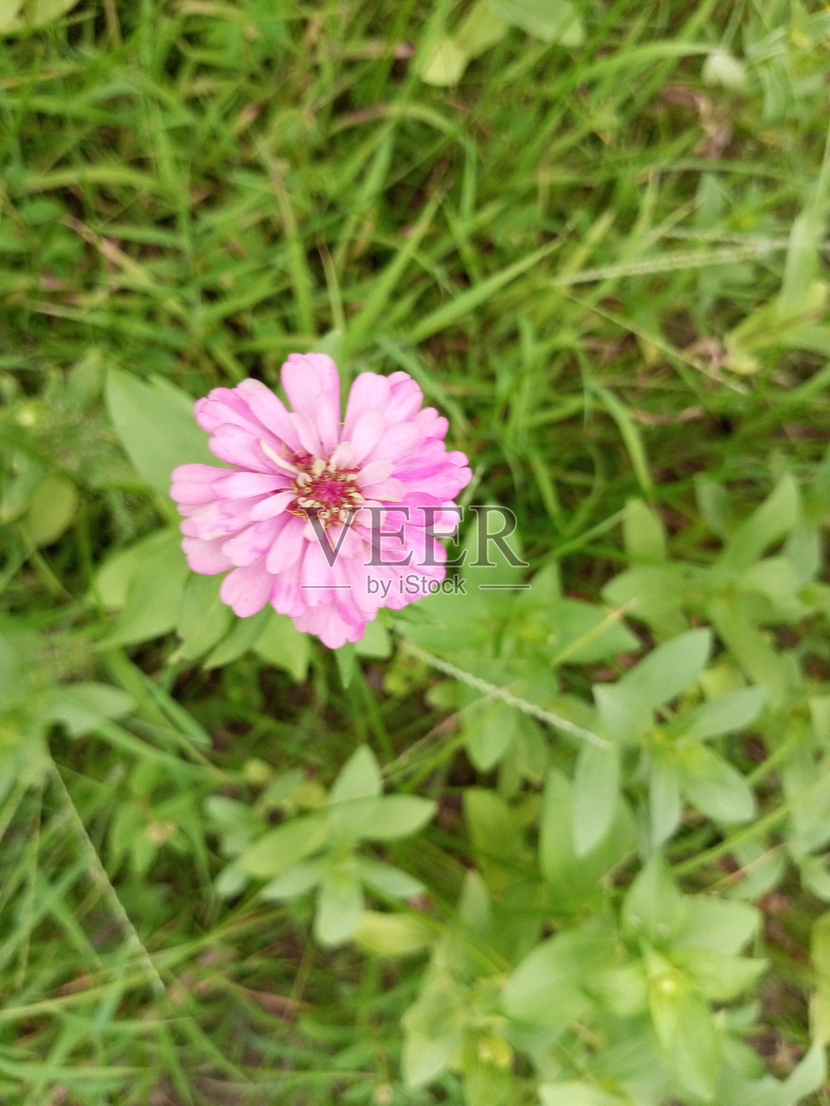 百日草(Zinnia violacea)又名青壮年百日草，普通百日草或优雅百日草，是菊科一年生开花植物。照片摄影图片