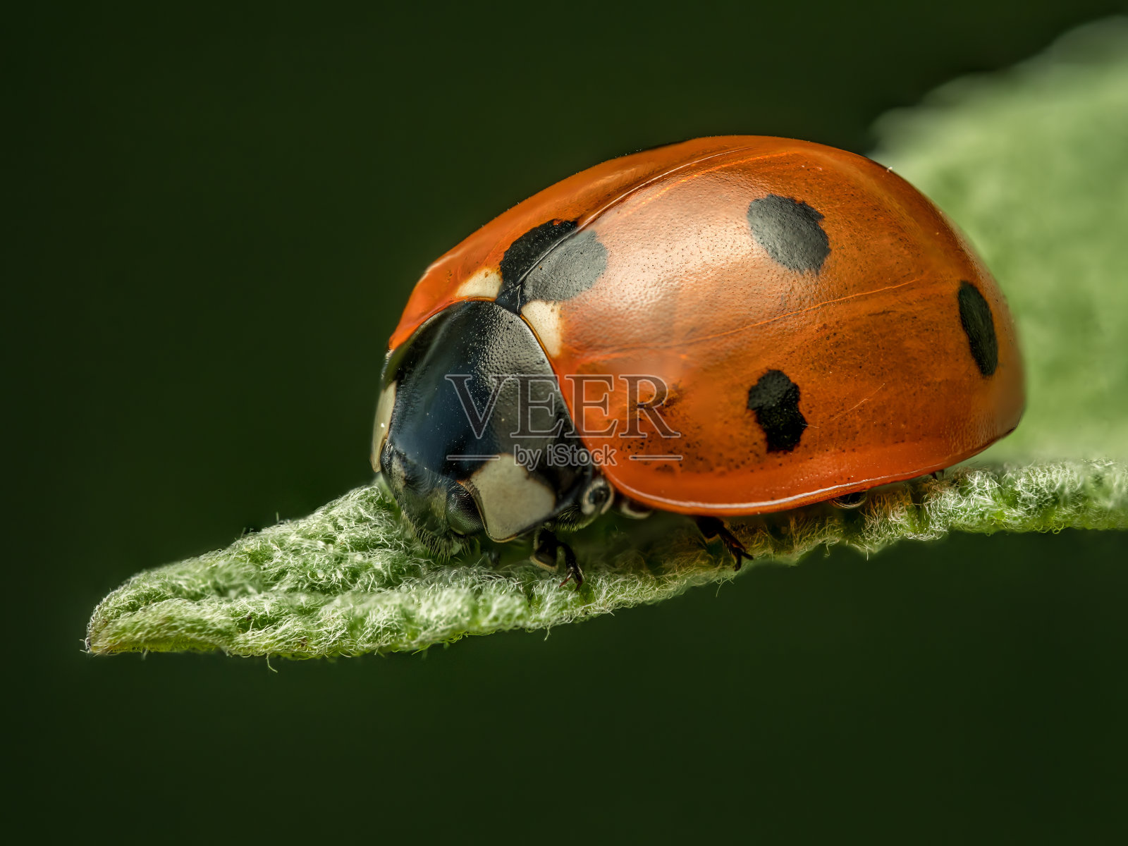 绿叶上的瓢虫照片摄影图片