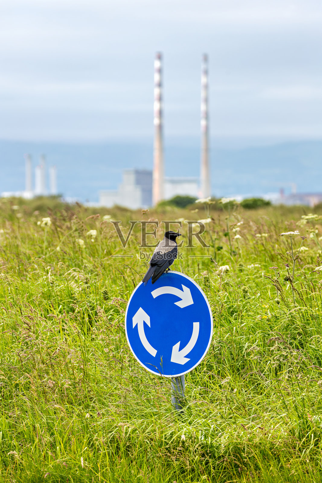 冠鸦(Corvus cornix) -常见于欧洲和中东照片摄影图片